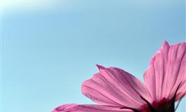 七夕节里桃花旺，会爱如潮水，爱相随的三大生肖