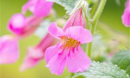 吃软不吃硬，最讨厌威胁的三大星座