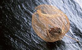 向他们寻求帮助，都能够得到回应的星座，有求必应