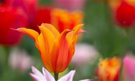 小心！被风象星座爱上你就完了