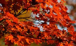 恋爱保鲜期最短的星座