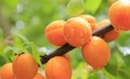 晚婚率最高的星座，双子把婚姻当洪水猛兽，天秤害怕选择