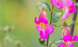 脾性耿直，有话直说的星座，特别容易得罪人