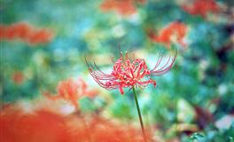 天生凤凰命，一辈子衣食无忧会享受的三大星座