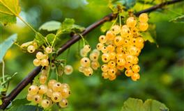 最虐巨蟹座的三大星座，相爱相杀，特别虐心