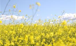 这4大星座，喜欢用玩笑话表达爱意，你懂吗