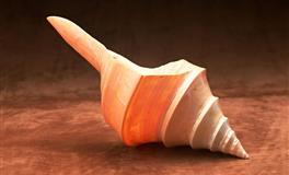 恋爱中喜欢撒娇的4大星座女