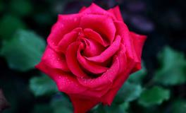 颜值情商都很高，让男人爱的死心塌地的三大星座女