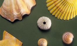 9月事业前程似锦，迎来全新生活，福气深厚的四生肖