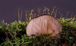 什么事都自己承担不麻烦人，最独立的星座