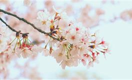 张鑫龙2021年1月4日生肖运势