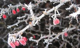 苏珊米勒每日运势2021年2月16日