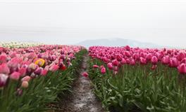 唐立淇2021年十二星座运势大解析