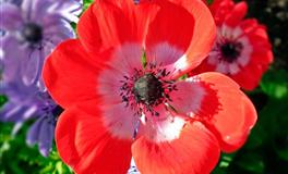 农历五月紫微爱情运势飙升的命格Top3