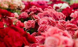 苏珊米勒一周星座运势（6.14-6.20）