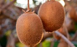 苏珊米勒一周星座运势（7.19-7.25）