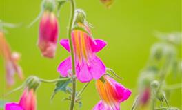 如果能挣脱内心的压抑，双子座会是什么样的呢？