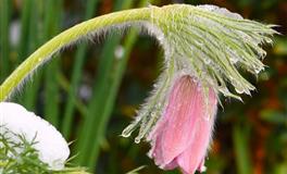 你是真心喜欢他吗？