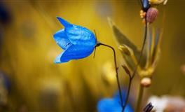 易鑫2021年8月10日生肖运势