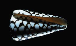 傅子绮十二星座2021年8月运势（上）