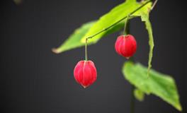 天秤座最喜欢的自己，究竟是什么样的？