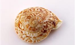 罗伯双子座每周心灵指引9.16-9.22