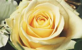 Lunita金牛座一周运势10.18-10.24