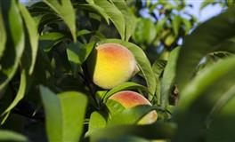 狮子座最容易被什么收买