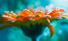 兰亚多处女座一周运势10.6-10.12