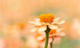 处女座被【逼婚越界】的情绪反弹