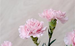 柒爸双鱼座一周运势（11.1-11.7）