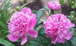 竹猫星球天秤座一周塔罗运势（11.15-11.21）