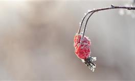 Lunita天秤座一周运势(11.22-11.28)