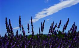 郑博士一周财运大旺的几大属相（11.8-11.14)