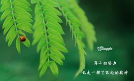 凰洛狮子座一周运势11.8-11.14