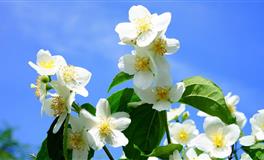 双子座的真爱容易出现在第几次