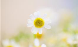 蓝蓝占星白羊座一周运程(11.22-11.28)