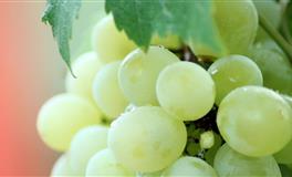 娜迪亚天秤座本周运势（11.8-11.14）