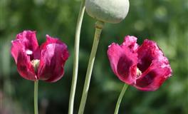 最能镇得住场面的三个星座，一个气场强，一个能力强，一个最自信