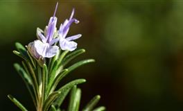 羲邑师姐生肖马2022壬寅年整体运程