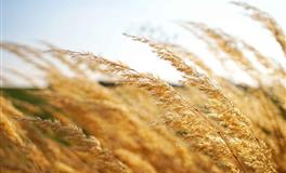 羲邑师姐：生肖蛇一周运势(3.14-3.20)