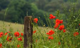 少走弯路，做事很少失败的三个星座，看看都有谁？