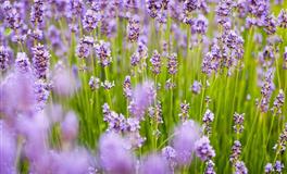 心胸狭隘，目光短浅的三大星座，做事多疑，干活随性