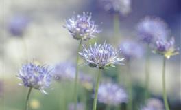 即使思念入骨，也不会轻易低头的三大星座