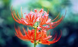 洞察能力强的星座，心思细腻无人能及