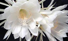 从不接受“冷暴力”的星座，有骨气，做不到自作多情