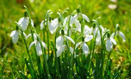 羲邑师姐生肖猪一周运势(3.29-4.3)