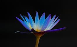 十二星座中最胆大心细的都有谁TOP3