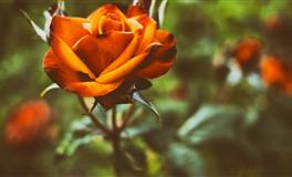 敢想敢做，敢于勇敢追梦的三大星座