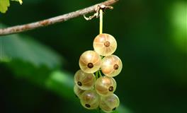 苏珊米勒一周星座运势（3.21-3.27）